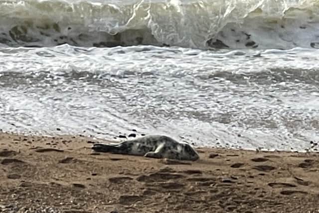 Eastbourne residents have been urged to keep their distance after a seal was spotted on one of the town’s beaches this morning. SUS-221204-154338001
