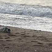 Eastbourne residents have been urged to keep their distance after a seal was spotted on one of the town’s beaches this morning. SUS-221204-154351001