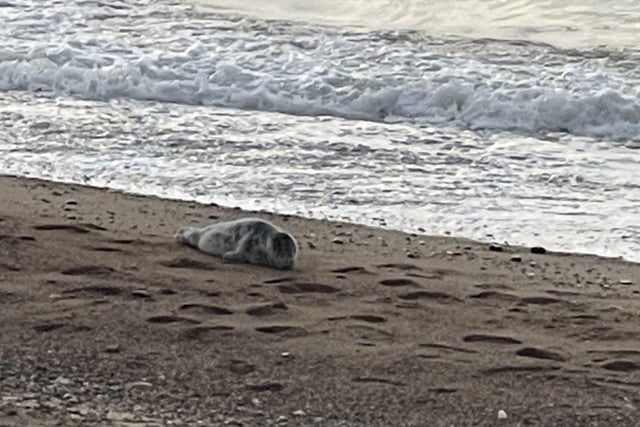 Grey seal on Eastbourne beach. Picture taken by Harry Katsari. SUS-220413-103337001