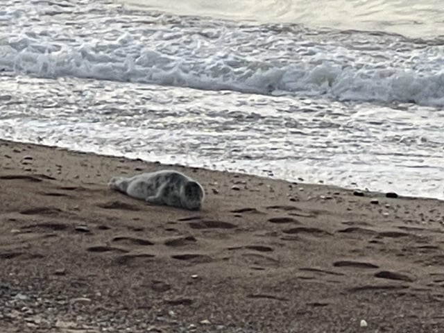 Grey seal on Eastbourne beach. Picture taken by Harry Katsari. SUS-220413-103337001