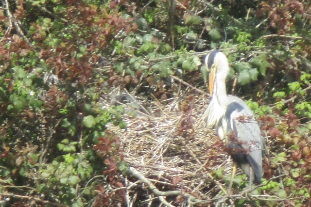 "Easter week and it is still chilly but the heron family nesting at Hampden Park are keeping safe and warm," said Philipa Coughlan, who took this picture with a  Canon IXUS. SUS-220413-103706001