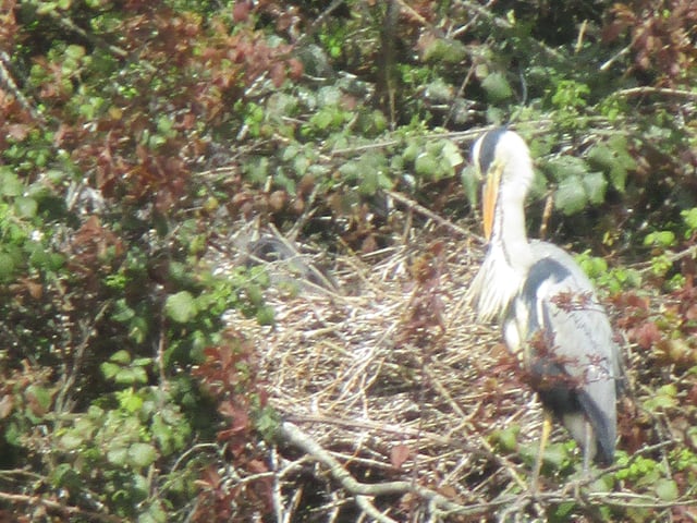 "Easter week and it is still chilly but the heron family nesting at Hampden Park are keeping safe and warm," said Philipa Coughlan, who took this picture with a Canon IXUS. SUS-220413-103706001