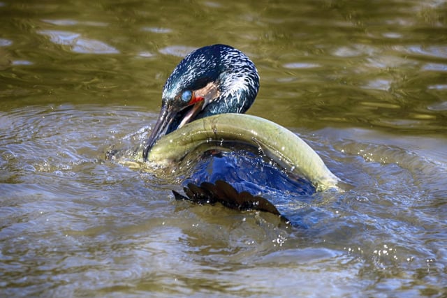Phil Clements caught this cormorant wrestling for its lunch in the pond at Hampden Park. "Happily for the eel it managed to escape the cormorant's clutches," he said. SUS-220413-104939001