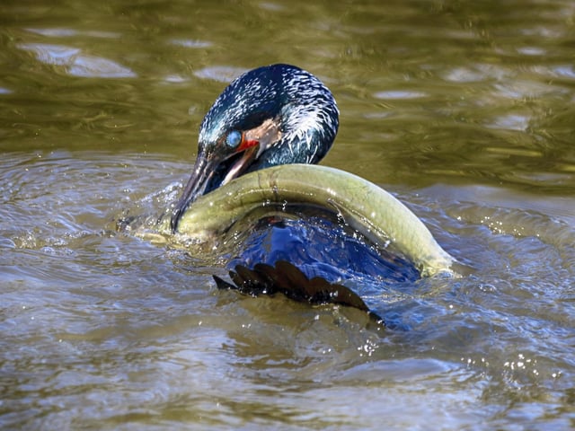 Phil Clements caught this cormorant wrestling for its lunch in the pond at Hampden Park. "Happily for the eel it managed to escape the cormorant's clutches," he said. SUS-220413-104939001