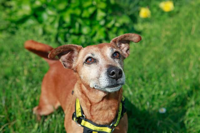 Arnie, a dog at Dogs Trust Shoreham, is looking for a new home.