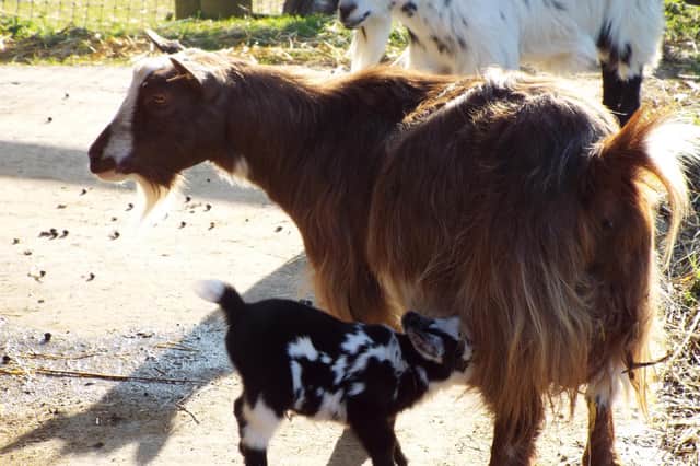 The goats were born over the Easter weekend. Credit Tilgate Park.