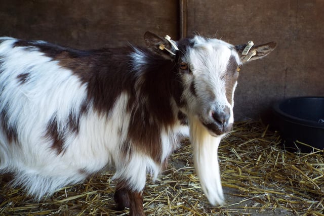 Adult goat. Credit Tilgate Park.