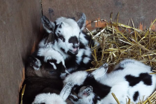 More goat kids... Credit Tilgate Park