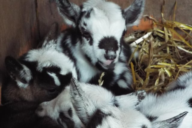 More goat kids...Credit Tilgate Park.