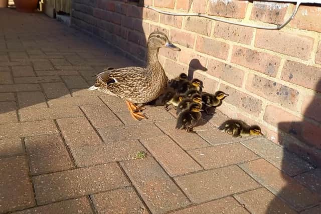 At 8am on Friday (April 15) morning, the mother duck decided to try walking the ducklings, so residents called in help from WRAS.