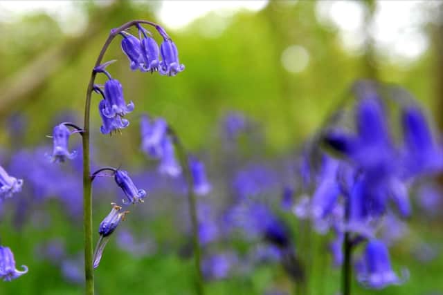 Bluebells in a Sussex field. Pic S Robards SR2105133