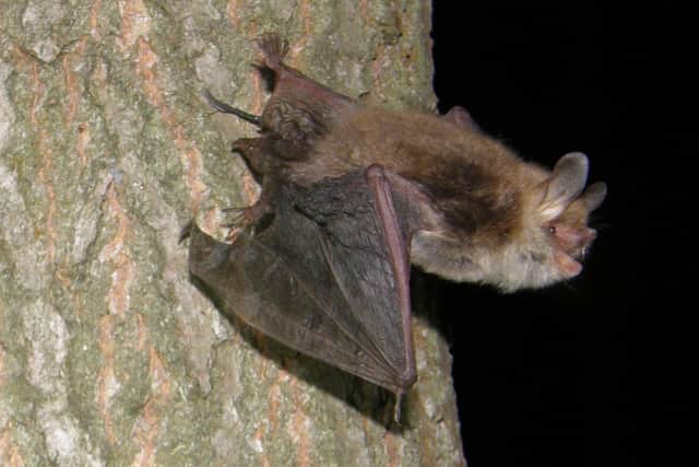 A Natterer bat in take off. Photograph: Derek Smith