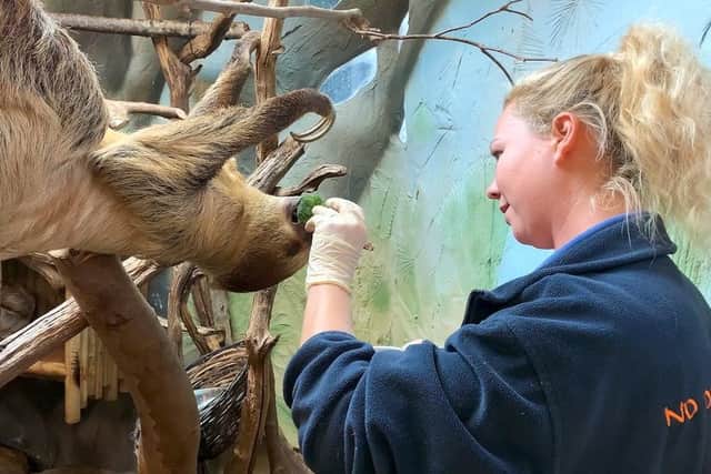 Drusillas keeper Ameila Jones hand-feeds Gordon the sloth