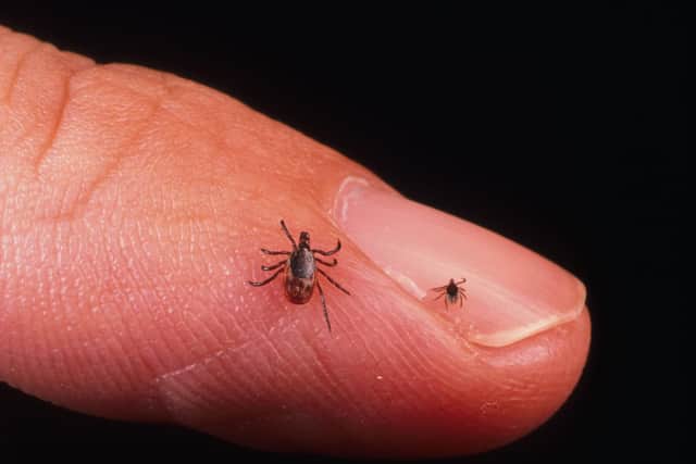 With the weather warming up, many of us are eager to get outside to enjoy Sussex’s green spaces - but people are being urged to be vigilant of tick bites. Picture by Getty Images