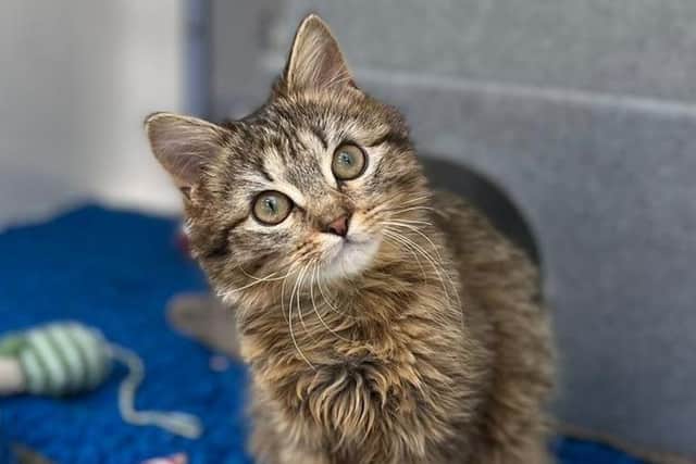 Jane the kitten is looking for a new home. Picture: Cats Protection.