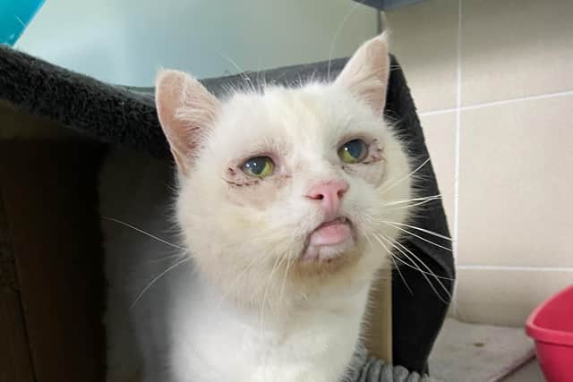 Jude, a 15-year-old cat, is on the road to recovery and is also looking for a new home. Picture: Cats Protection.