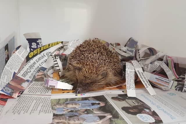 A hedgehog receiving care at the rescue centre.