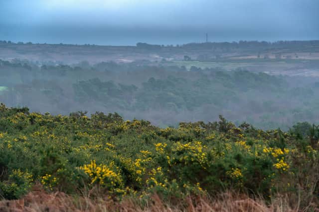 Scenic views of Ashdown Forest