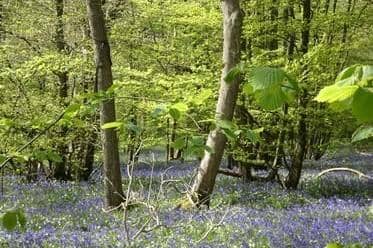 Arlington Bluebell Walk. Picture by Mandy Turner
