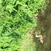 Ducklings in the River Lavant