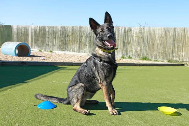 Louie, a German Shepherd at Dogs Trust Shoreham, is looking for a home.