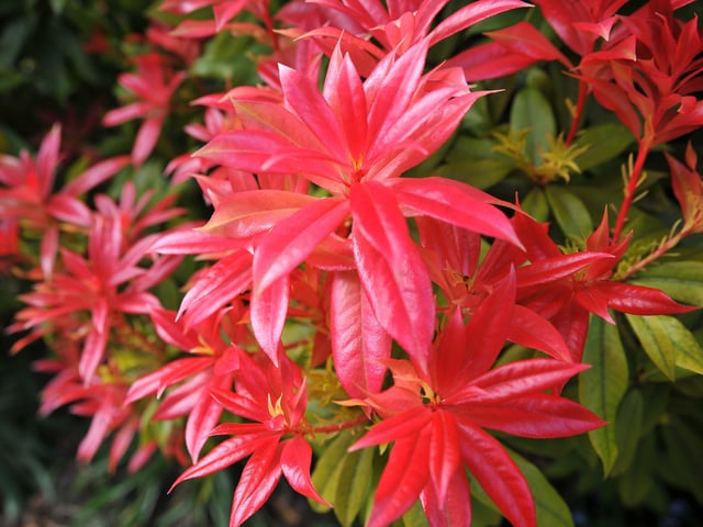 Nyman's Gardens at Handcross. Pic S Robards SR2204261 SUS-220426-173449001