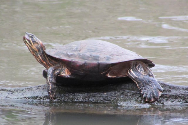 Steve Winston-Lawford said: "To see a terrapin basking so early in the year is unusual"