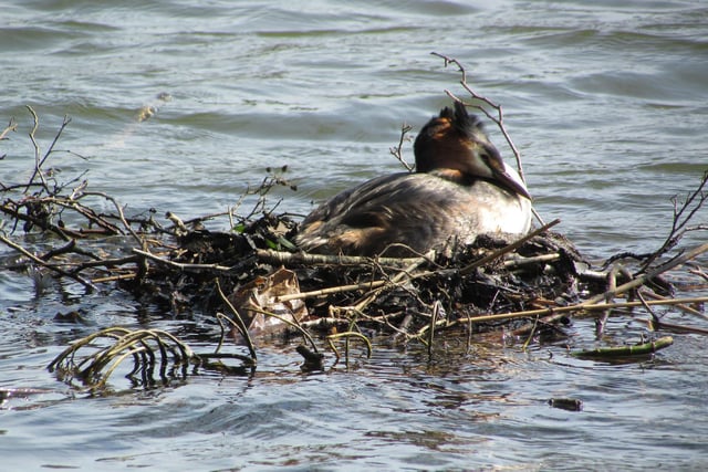 Most of the waterfowl is now nesting as is this Great Crested Grebe