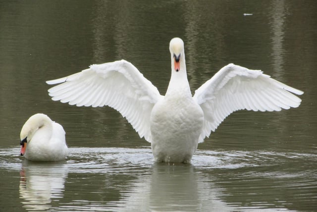 Steve Winston-Lawford said: "Lastly is the swan which I watched splashing around for about 15 minutes before unfolding its wings for me!"