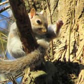 Steve Winston-Lawford said: "The squirrel precariously hanging on while keeping an eye on me!"