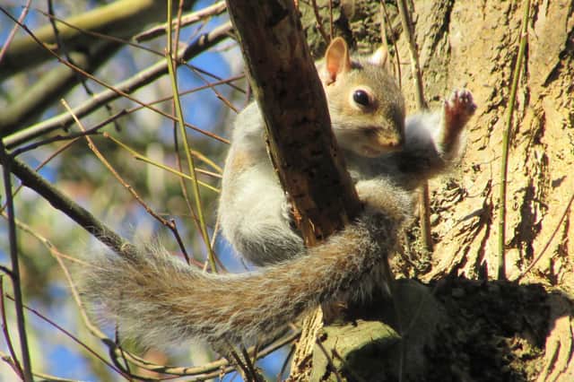 Steve Winston-Lawford said: "The squirrel precariously hanging on while keeping an eye on me!"