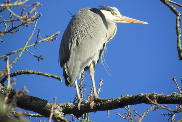 Steve Winston-Lawford said: "The heron is a big bird to sit in a tree, but a good lookout for them."
