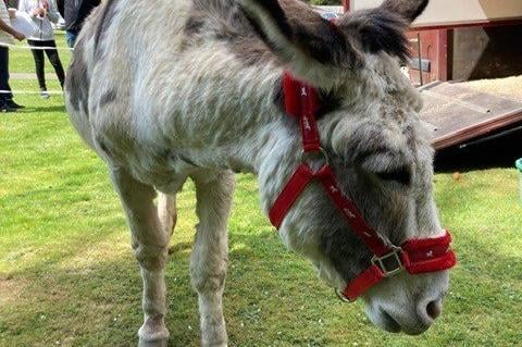 Donkeys also came along to the event. Picture: Haywards Heath Town Council.