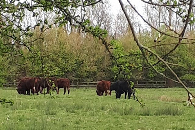 Herd of cows on Pevensey Marsh, by Alison Cushing. SUS-220427-144113001