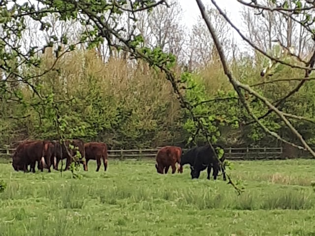 Herd of cows on Pevensey Marsh, by Alison Cushing. SUS-220427-144113001