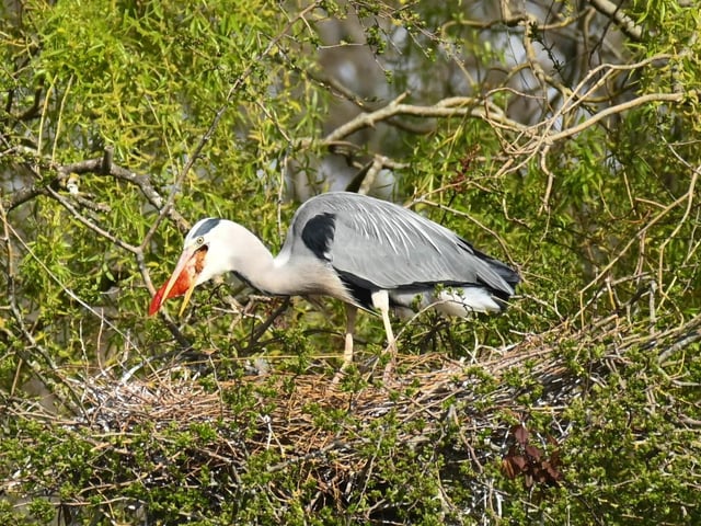 "Pond owners beware - the herons in Hampden Park have hungry chicks. This is mum," said Derek A Briggs, who took this photo with a Nikon Z6 11. SUS-220427-144752001
