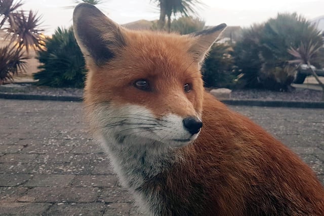 "I took a photo of this lovely fox outside my house at Langney point on my Samsung S7 phone.," said Kieron Boyle. SUS-220427-150508001