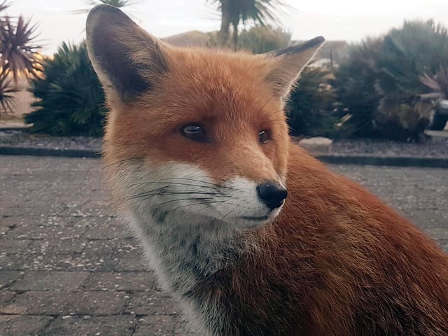 "I took a photo of this lovely fox outside my house at Langney point on my Samsung S7 phone.," said Kieron Boyle. SUS-220427-150508001