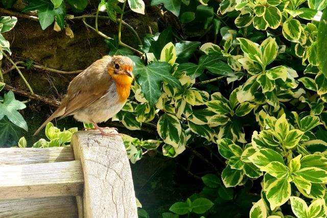Stella Lockyer snapped this robin asking for crumbs in the spring sunshine. SUS-220427-151214001