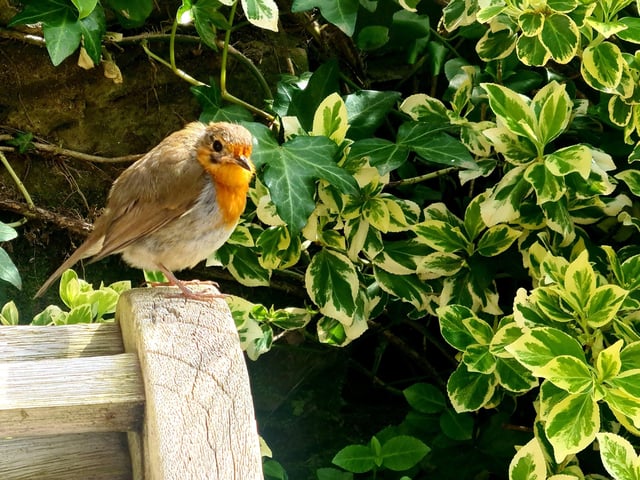 Stella Lockyer snapped this robin asking for crumbs in the spring sunshine. SUS-220427-151214001