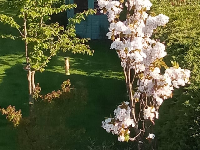 Kelvin Luscombe took this picture of cherry blossom in his back garden with a Sony Xperia. SUS-220427-152302001