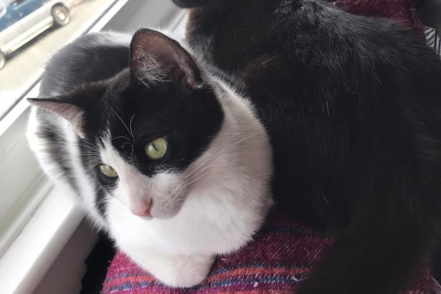 Princess is a loving, friendly cat with a cheeky side. She enjoys running around the house, chasing her sister Luna, and loves playing with toys. The more confident kitty of the two, Princess looks out for her sister and always enjoys giving her a snuggle. The pair must be homed together.