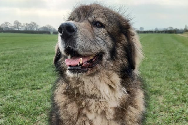 Ursula is a 'fluffy overgrown puppy'. She adores her foster carer's resident dog who is much smaller than her, however she is aware of her size and plays with him very gently and politely. She must be homed with another confident dog that enjoys play and can live with children.