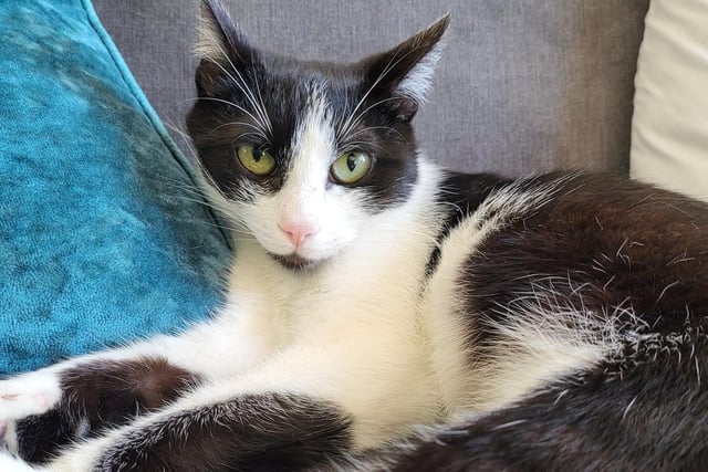 Brenda's foster carer has described her as a cheeky fun-loving girl who loves a cuddle. She is good with children of all ages, as well as other friendly cats. Brenda will take a little while to relax in her new home and may be nervous to begin with, but will soon settle with time and patience.