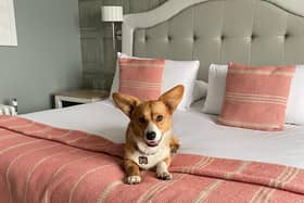 Darcie the corgi stayed at The Grand Brighton. All corgis can stay for free during the Queen's Platinum Jubilee weekend