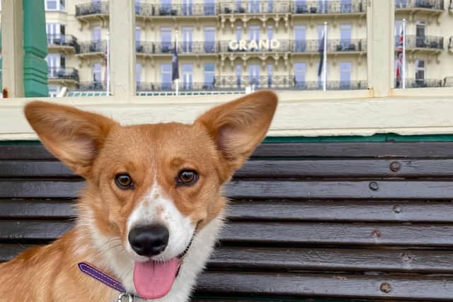 Darcie the corgi with The Grand Brighton in the background. All corgis can stay for free during the Queen's Platinum Jubilee weekend