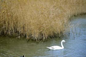 Swan at Southwater Country Park. Pic by Steve Robards