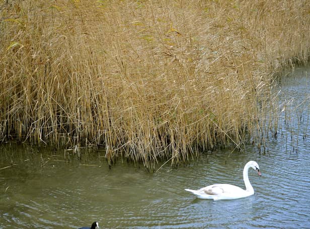Swan at Southwater Country Park. Pic by Steve Robards