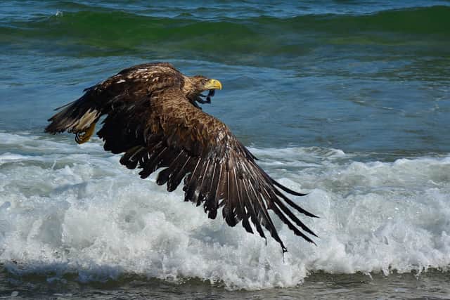 A sea eagle has been poisoned in West Sussex