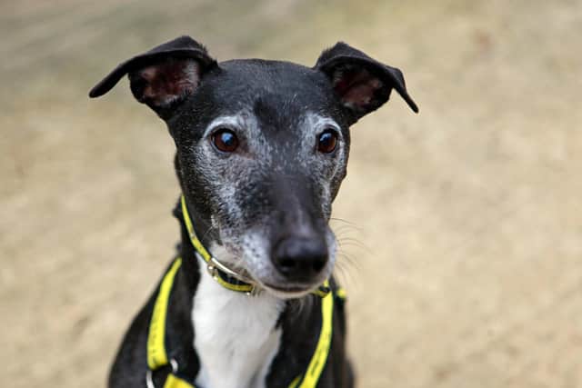 Sully, a senior lurcher at Dogs Trust Shoreham, is looking for a new home.